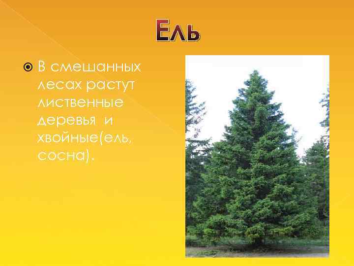 Ель В смешанных лесах растут лиственные деревья и хвойные(ель, сосна). 