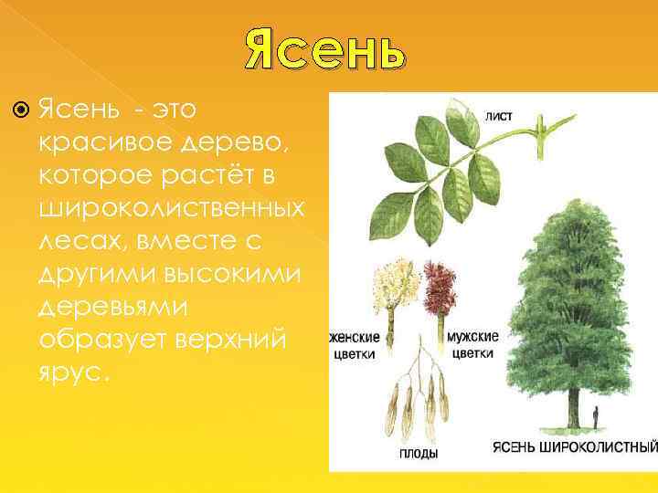 Ясень - это красивое дерево, которое растёт в широколиственных лесах, вместе с другими высокими