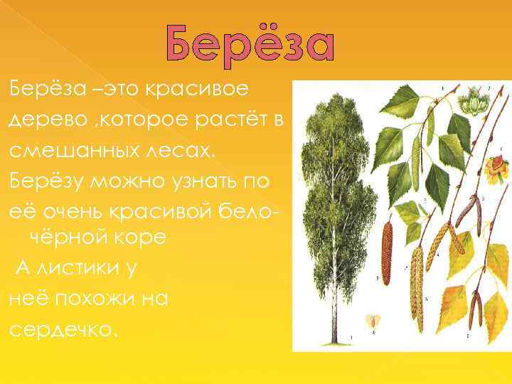 Берёза –это красивое дерево , которое растёт в смешанных лесах. Берёзу можно узнать по