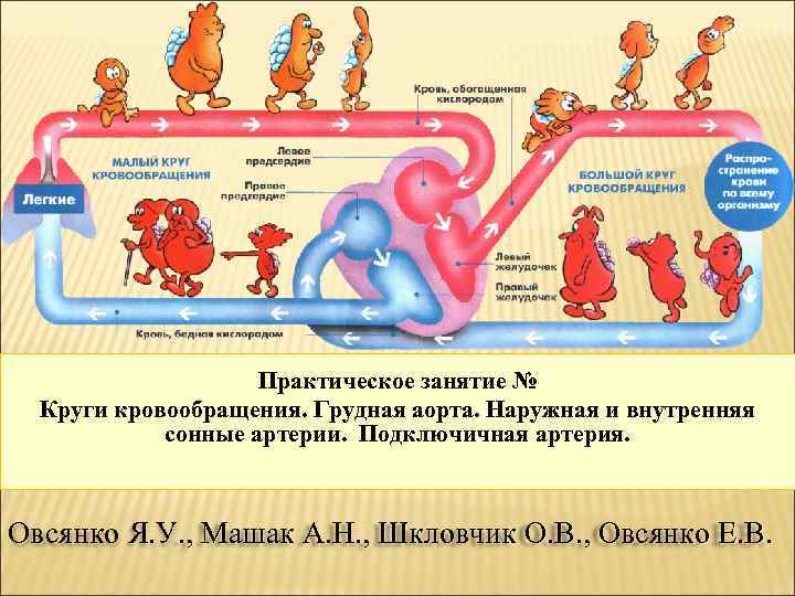 Практическое занятие № Круги кровообращения. Грудная аорта. Наружная и внутренняя сонные артерии. Подключичная артерия.