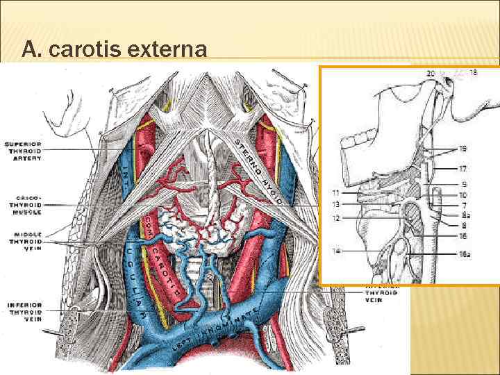 A. carotis externa 