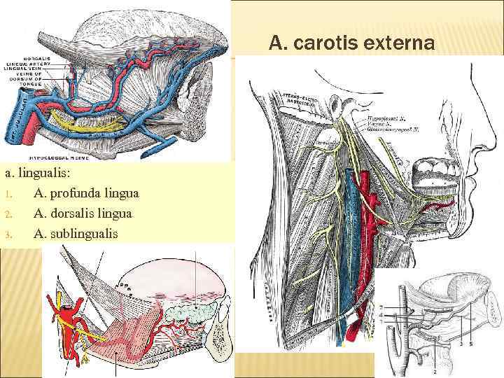 A. carotis externa a. lingualis: 1. A. profunda lingua 2. A. dorsalis lingua 3.