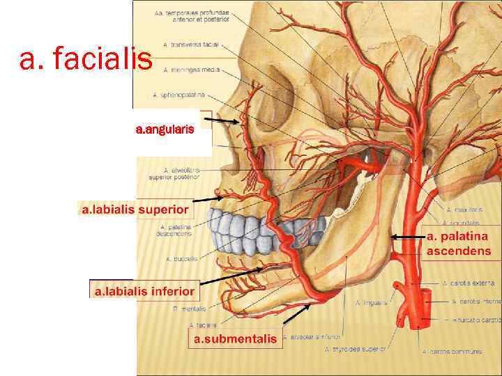 a. facialis a. angularis 