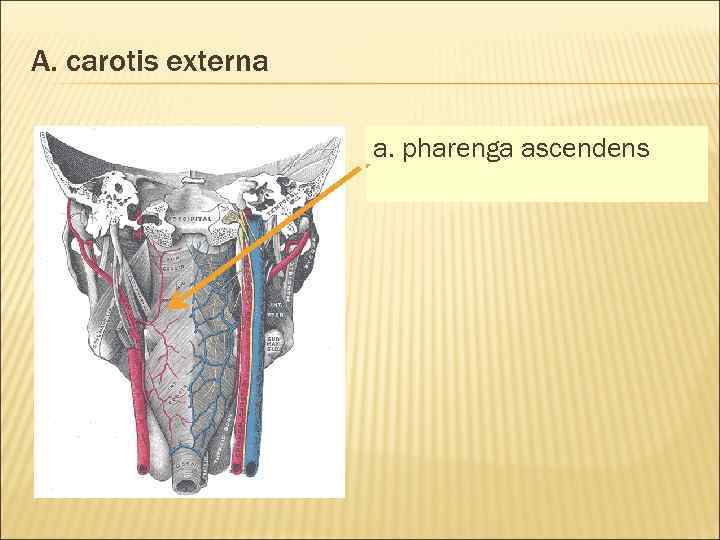 A. carotis externa a. pharenga ascendens 