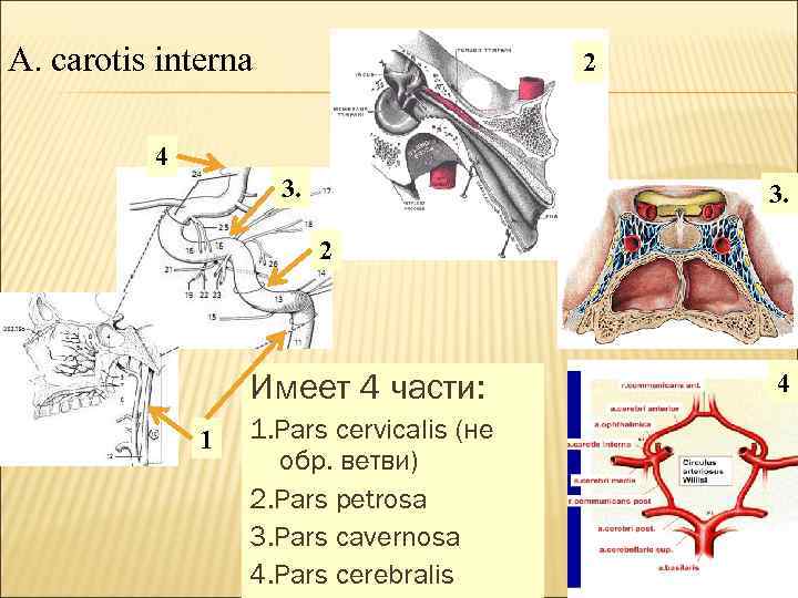 A. carotis interna 2 4 3. 2 Имеет 4 части: 1 1. Pars cervicalis