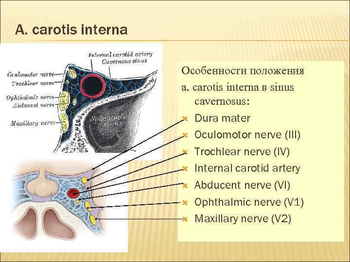 A. carotis interna Особенности положения а. carotis interna в sinus cavernosus: Dura mater Oculomotor