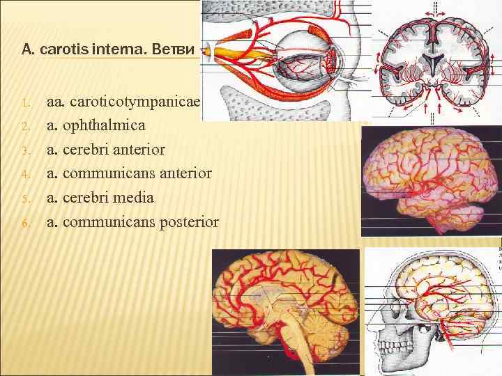 A. carotis interna. Ветви 1. 2. 3. 4. 5. 6. aa. caroticotympanicae a. ophthalmica