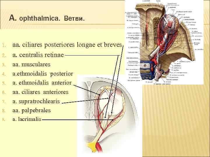 A. ophthalmica. 1. 2. Ветви. aa. ciliares posteriores longae et breves a. centralis retinae