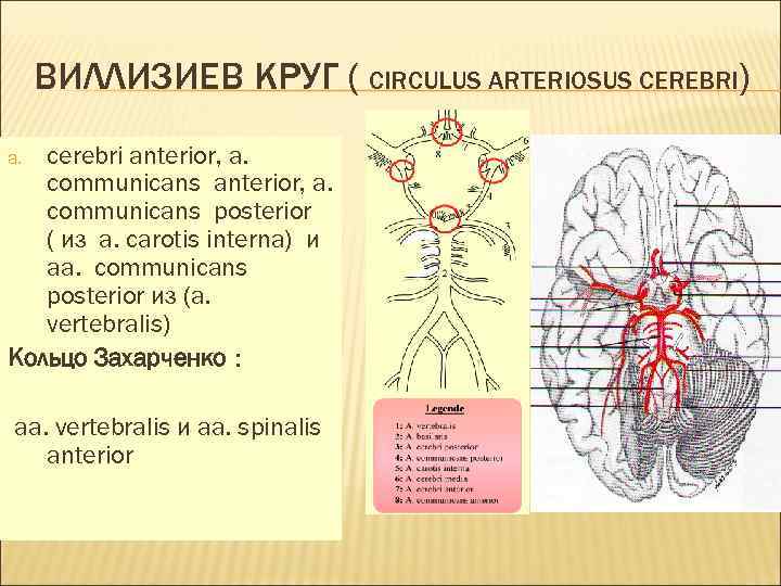 ВИЛЛИЗИЕВ КРУГ ( CIRCULUS ARTERIOSUS CEREBRI) cerebri anterior, a. communicans posterior ( из a.