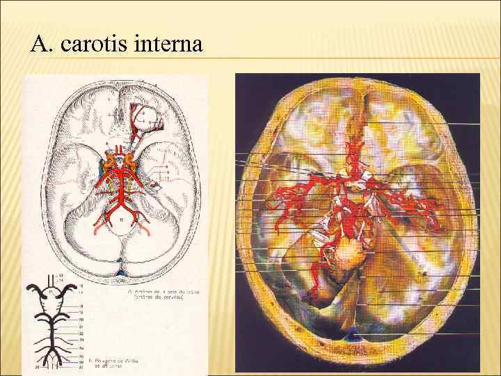 A. carotis interna 