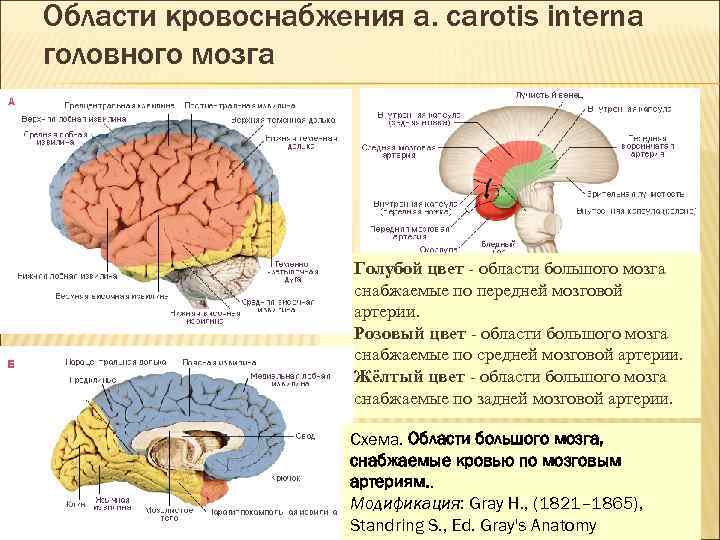 Области кровоснабжения a. carotis interna головного мозга Голубой цвет области большого мозга снабжаемые по