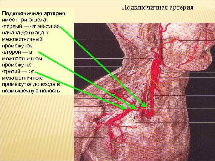 Подключичная артерия имеет три отдела: • первый — от места ее начала до входа