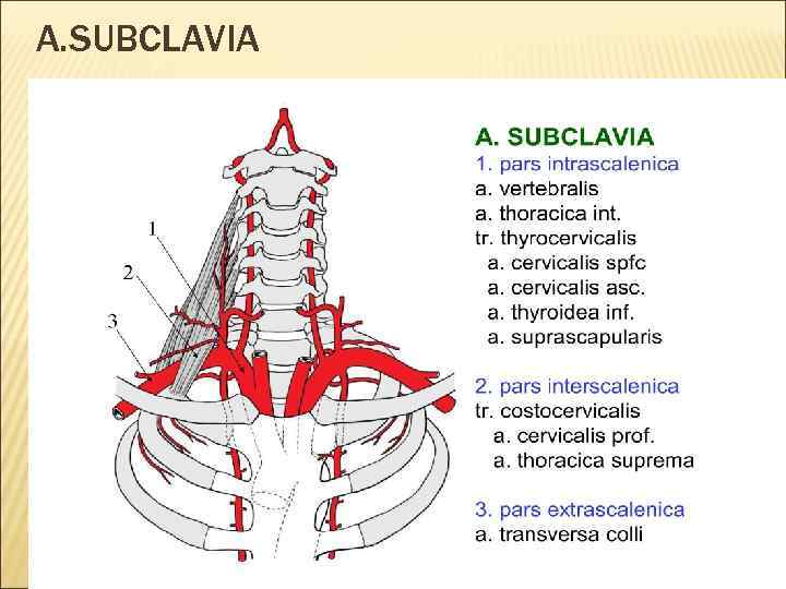 A. SUBCLAVIA 