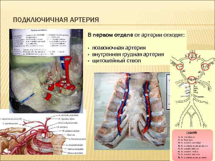 Признаки асимметрии позвоночных артерий d s