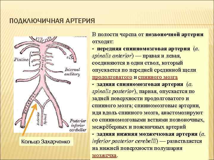 ПОДКЛЮЧИЧНАЯ АРТЕРИЯ Кольцо Захарченко В полости черепа от позвоночной артерии отходят: • передняя спинномозговая