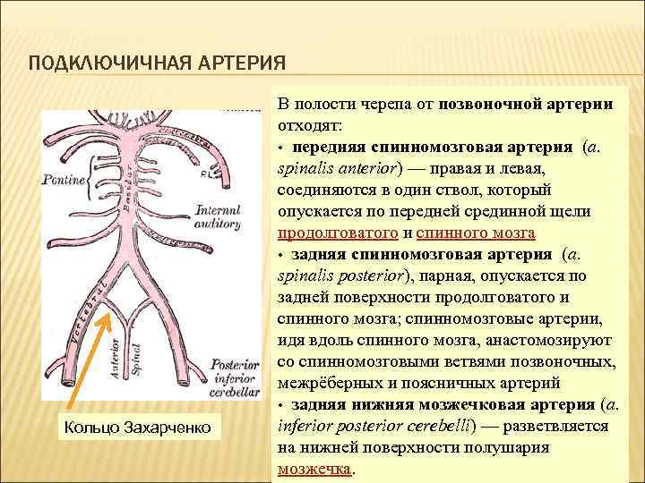 Графологическая схема грудная аорта