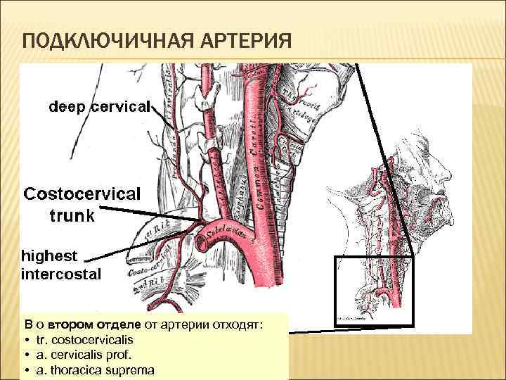 ПОДКЛЮЧИЧНАЯ АРТЕРИЯ В о втором отделе от артерии отходят: • tr. costocervicalis • a.