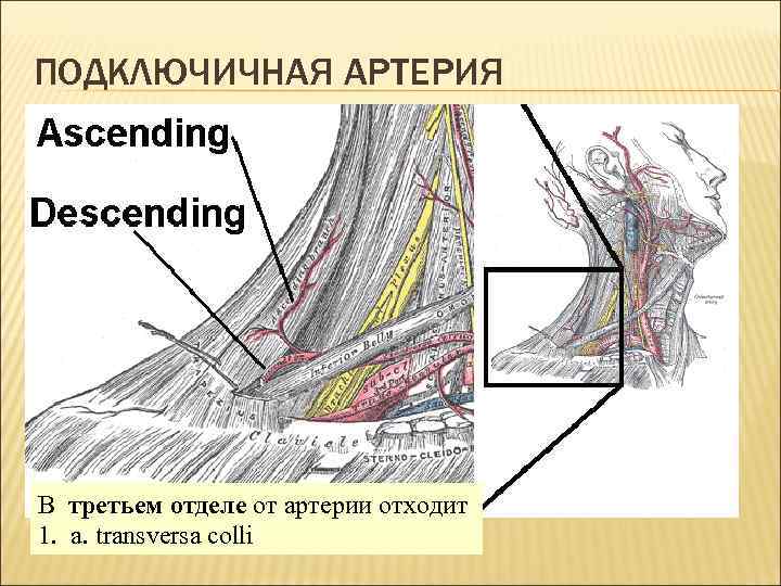 ПОДКЛЮЧИЧНАЯ АРТЕРИЯ В третьем отделе от артерии отходит 1. a. transversa colli 