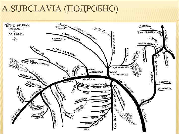 A. SUBCLAVIA (ПОДРОБНО) 