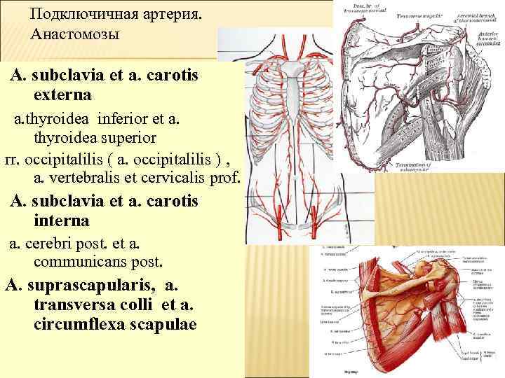 Подключичная артерия. Анастомозы A. subclavia et a. carotis externa a. thyroidea inferior et a.