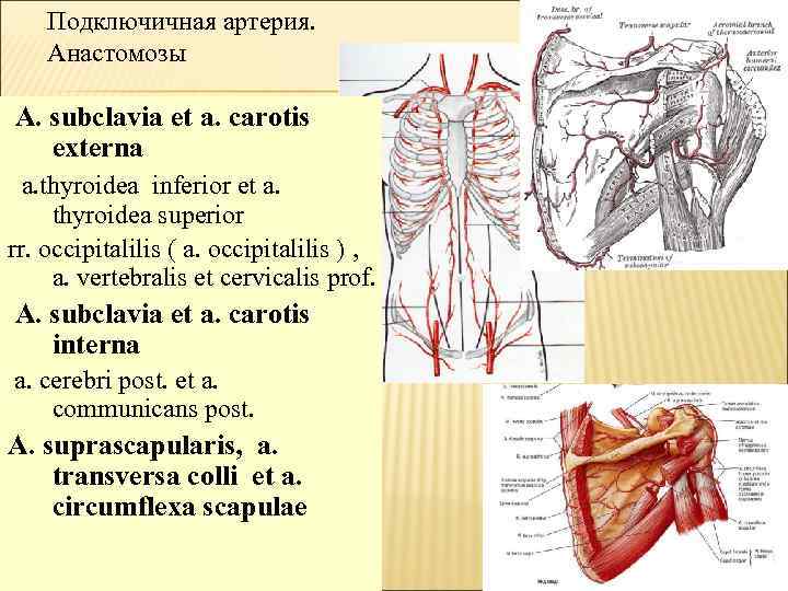 Подключичная артерия. Анастомозы подключичной артерии. Подключичная артерия, (а. subclavia),. Ветви подключичной артерии таблица. Подключичная артерия анатомия таблица.