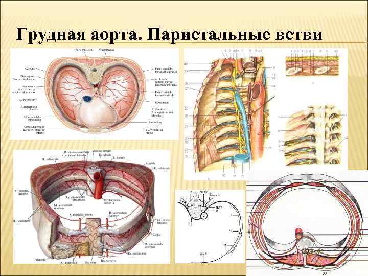 Грудная аорта. Париетальные ветви 