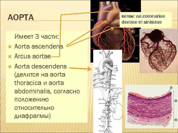 АОРТА Имеет 3 части: Aorta ascendens Arcus aortae Aorta descendens (делится на aorta thoracica