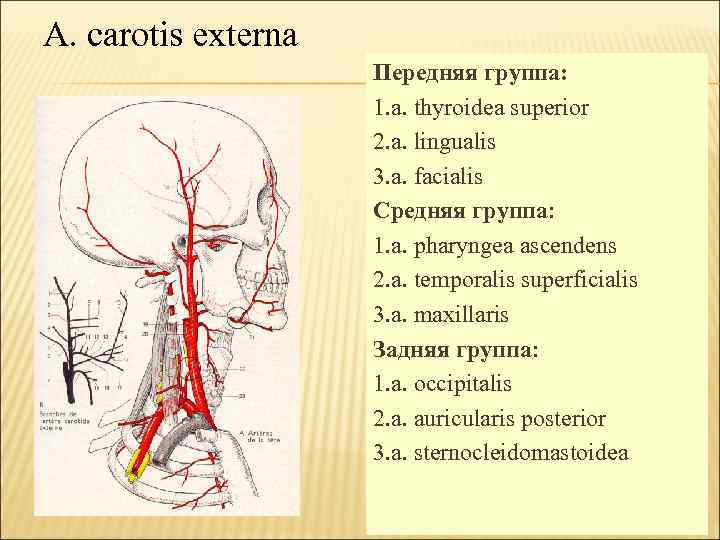 A. carotis externa Передняя группа: 1. a. thyroidea superior 2. a. lingualis 3. a.