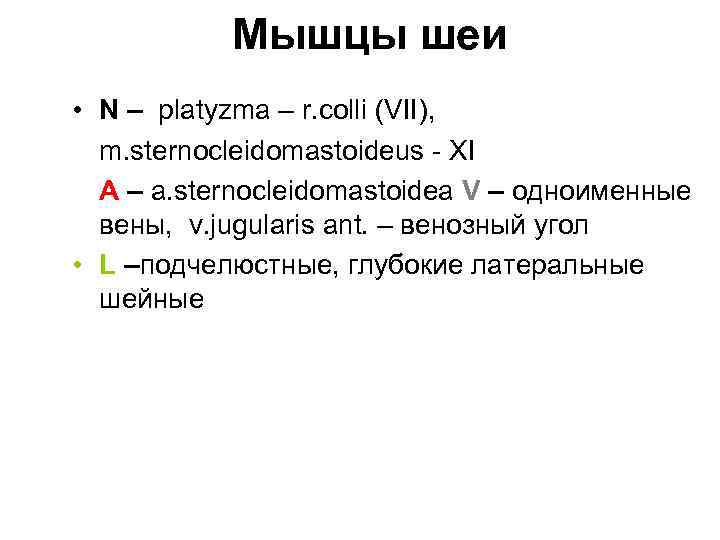 Мышцы шеи • N – platyzma – r. colli (VII), m. sternocleidomastoideus - XI