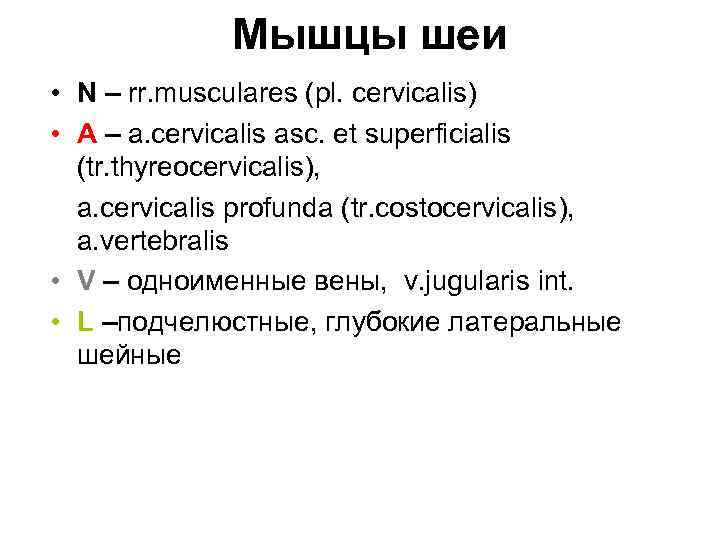 Мышцы шеи • N – rr. musculares (pl. cervicalis) • A – a. cervicalis