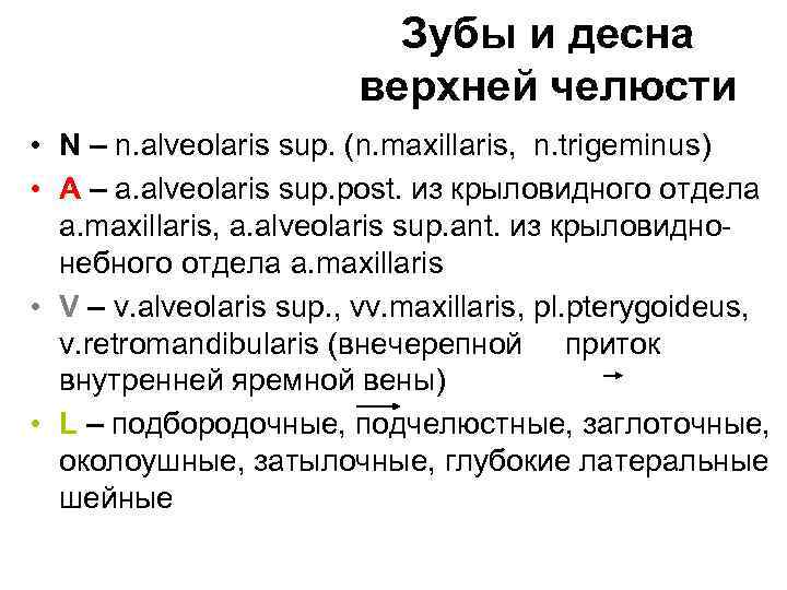 Зубы и десна верхней челюсти • N – n. alveolaris sup. (n. maхillaris, n.