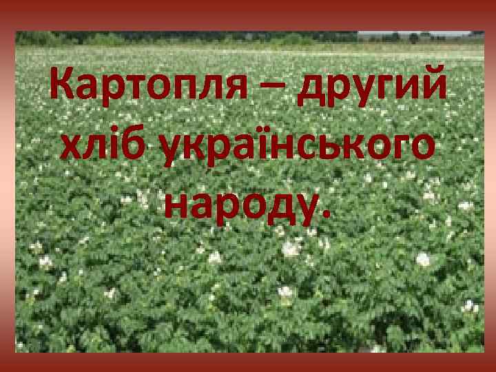 Картопля – другий хліб українського народу. 