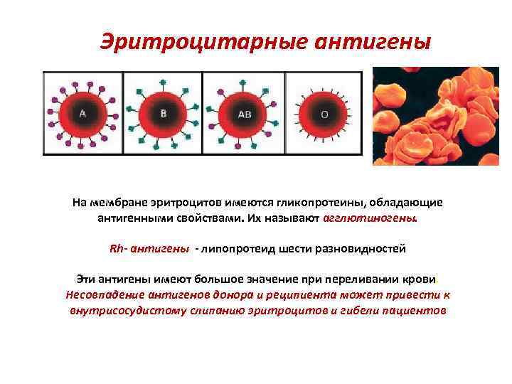 Эритроцитарные антигены На мембране эритроцитов имеются гликопротеины, обладающие антигенными свойствами. Их называют агглютиногены. Rh-