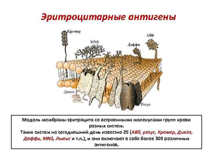 Эритроцитарные антигены Модель мембраны эритроцита со встроенными молекулами групп крови разных систем. Таких систем