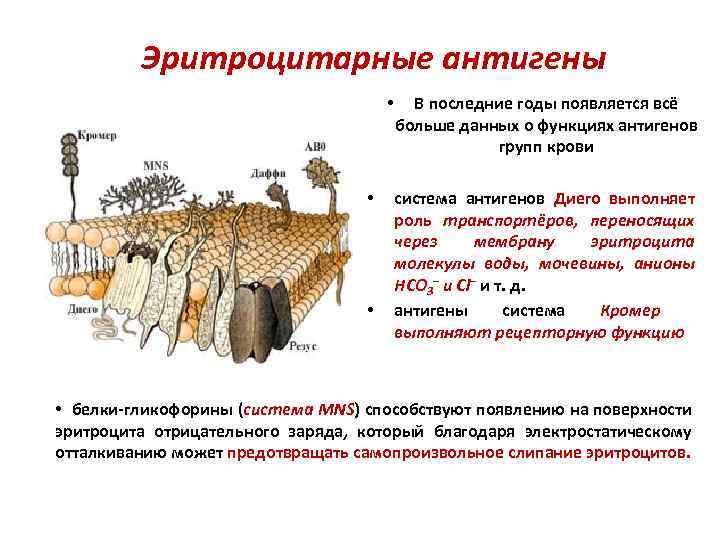 Эритроцитарные антигены • • • В последние годы появляется всё больше данных о функциях