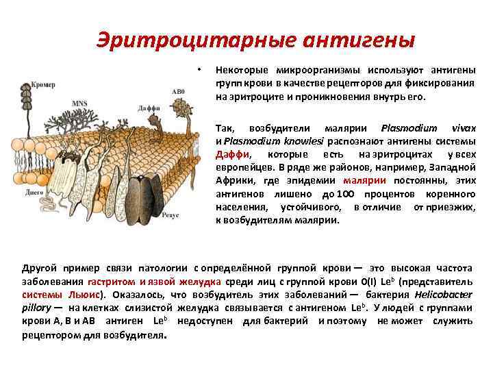 Эритроцитарные антигены • Некоторые микроорганизмы используют антигены групп крови в качестве рецепторов для фиксирования