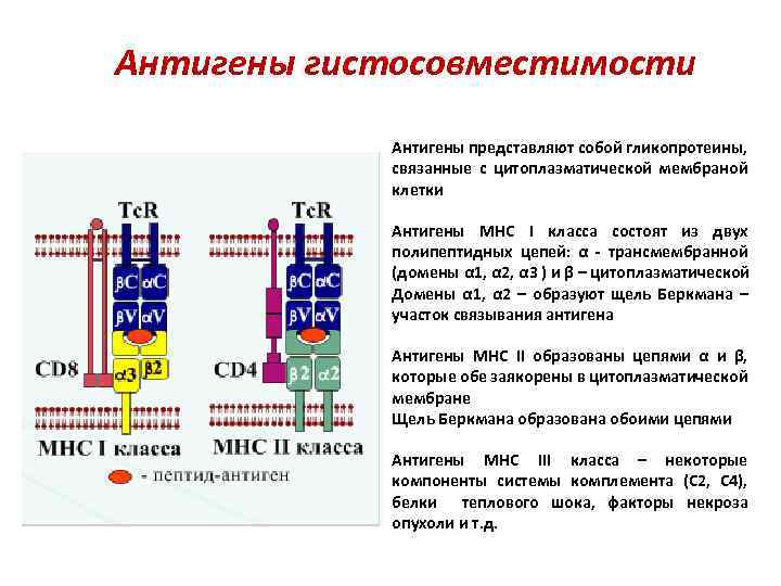Антигены гистосовместимости Антигены представляют собой гликопротеины, связанные с цитоплазматической мембраной клетки Антигены МНС I