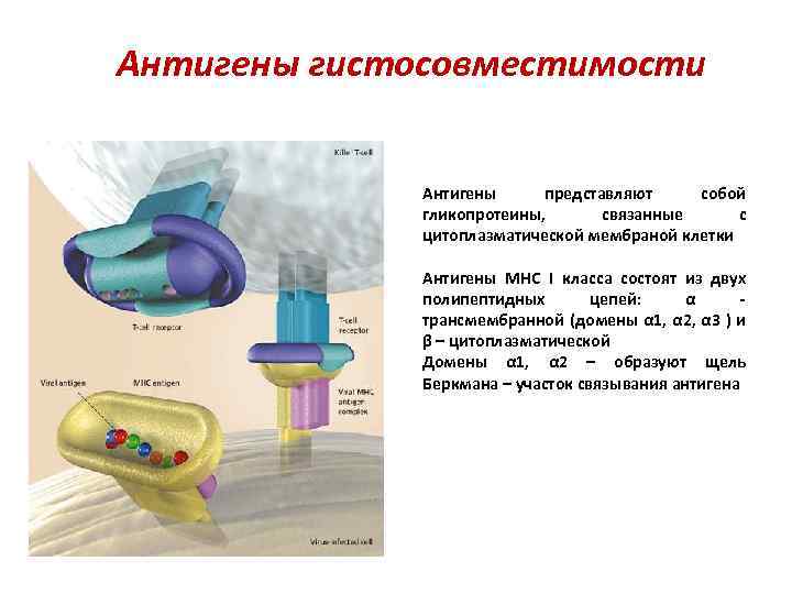 Антигены гистосовместимости Антигены представляют собой гликопротеины, связанные с цитоплазматической мембраной клетки Антигены МНС I