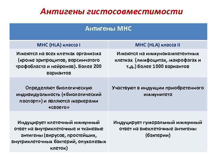 Антигены гистосовместимости Антигены МHС МНС (HLA) класса II Имеются на всех клетках организма (кроме