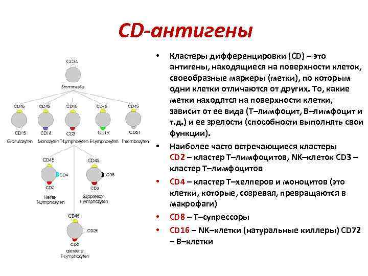 T cluster. Кластеры дифференцировки лимфоцитов таблица. Кластеры дифференцировки лимфоцитов определяют методом. Дифференцировочные маркеры CD номенклатура. Маркеры кластеров дифференцировки лимфоцитов.