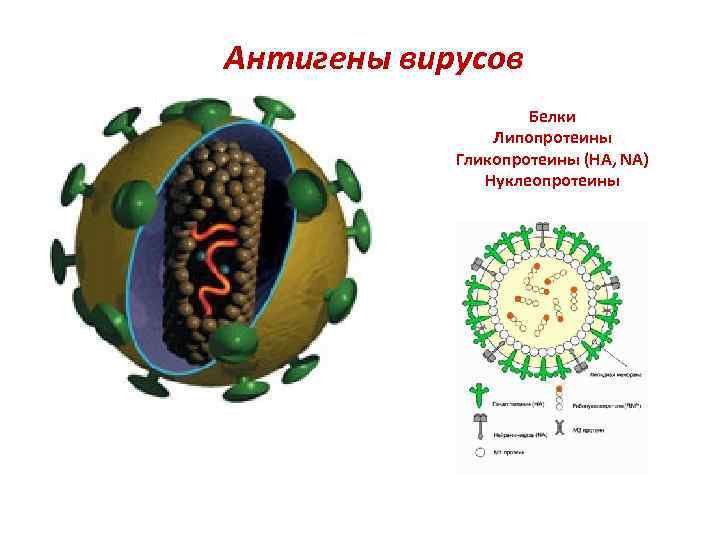 Белки вирусов