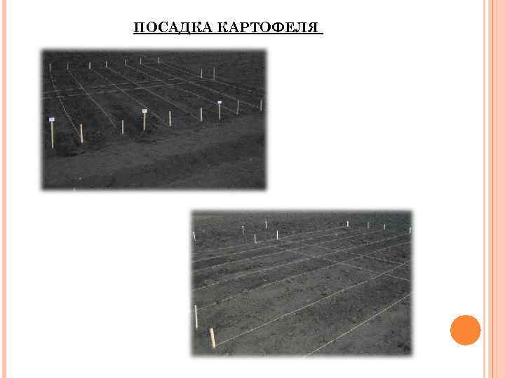 ПОСАДКА КАРТОФЕЛЯ 