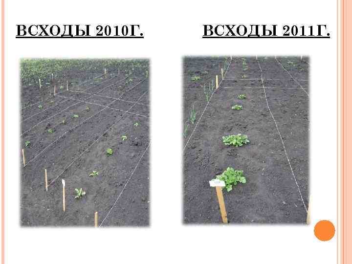 ВСХОДЫ 2010 Г. ВСХОДЫ 2011 Г. 
