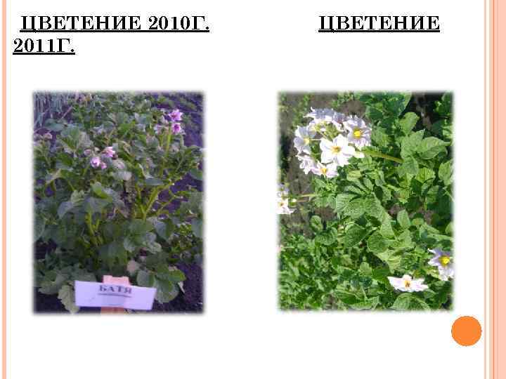 ЦВЕТЕНИЕ 2010 Г. 2011 Г. ЦВЕТЕНИЕ 