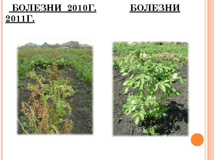 БОЛЕЗНИ 2010 Г. 2011 Г. БОЛЕЗНИ 