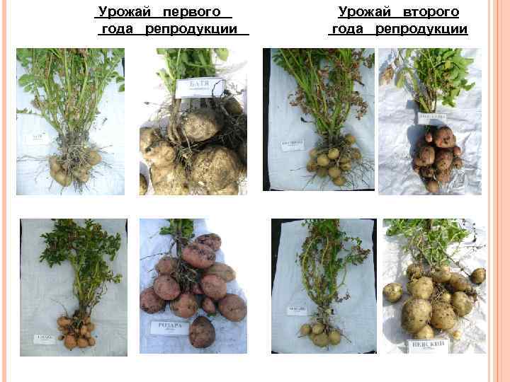 Урожай первого года репродукции Урожай второго года репродукции 
