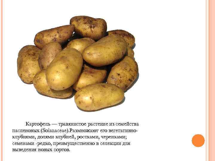Картофель — травянистое растение из семейства пасленовых (Solanaceae). Размножают его вегетативноклубнями, долями клубней, ростками,