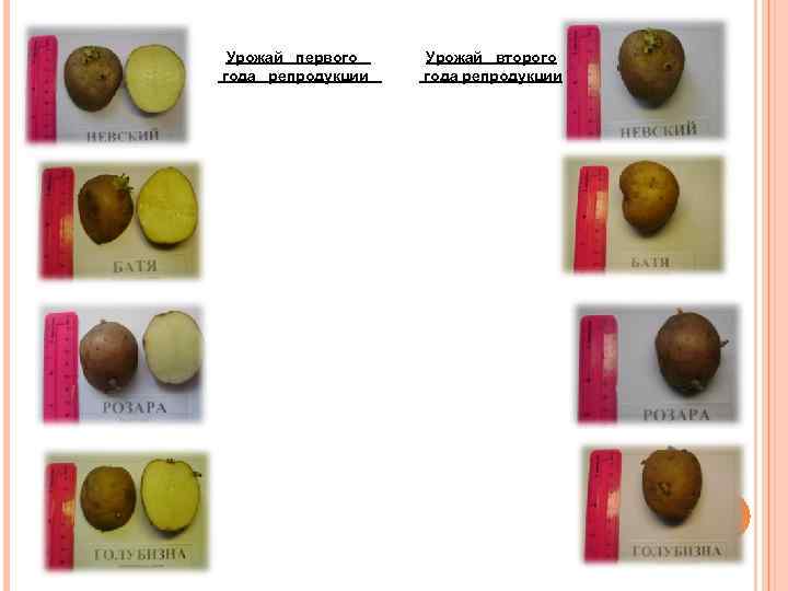 Урожай первого года репродукции Урожай второго года репродукции 