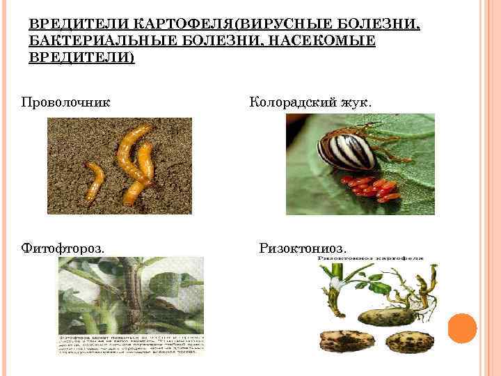 ВРЕДИТЕЛИ КАРТОФЕЛЯ(ВИРУСНЫЕ БОЛЕЗНИ, БАКТЕРИАЛЬНЫЕ БОЛЕЗНИ, НАСЕКОМЫЕ ВРЕДИТЕЛИ) Проволочник Фитофтороз. Колорадский жук. Ризоктониоз. 