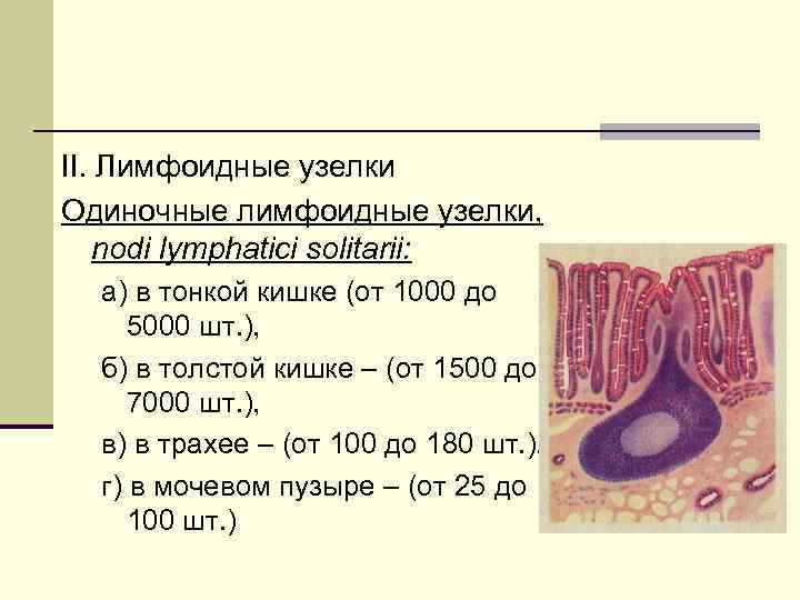II. Лимфоидные узелки Одиночные лимфоидные узелки, nodi lymphatici solitarii: а) в тонкой кишке (от